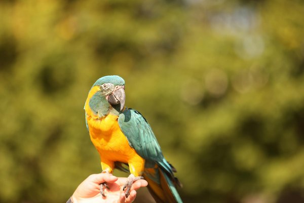 Le commerce illégal du pangolin : comprendre l'urgence
