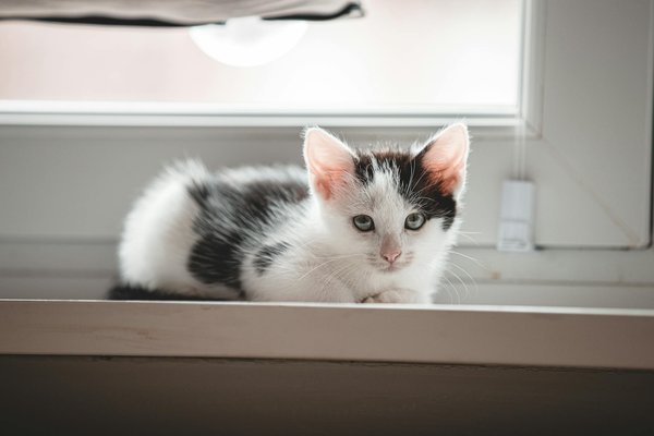 La litière chien qui élimine les odeurs désagréables !