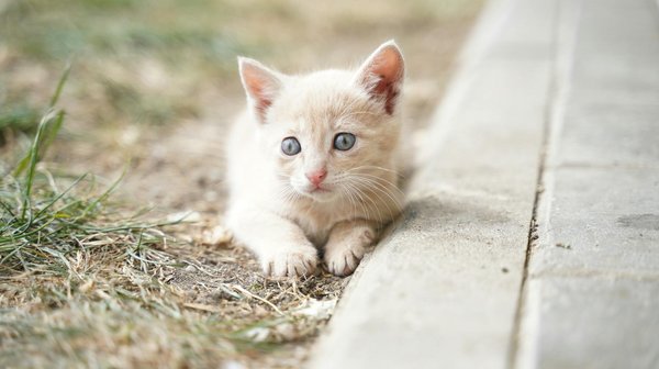 Top 10 des erreurs à éviter lors du toilettage de votre chat